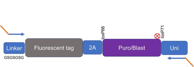 Truetag Donor Dna Kit Yfp