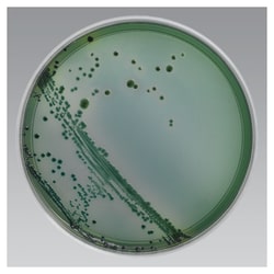 Remel Tcbs Agar Thiosulfate Citrate Bile Salts Sucrose