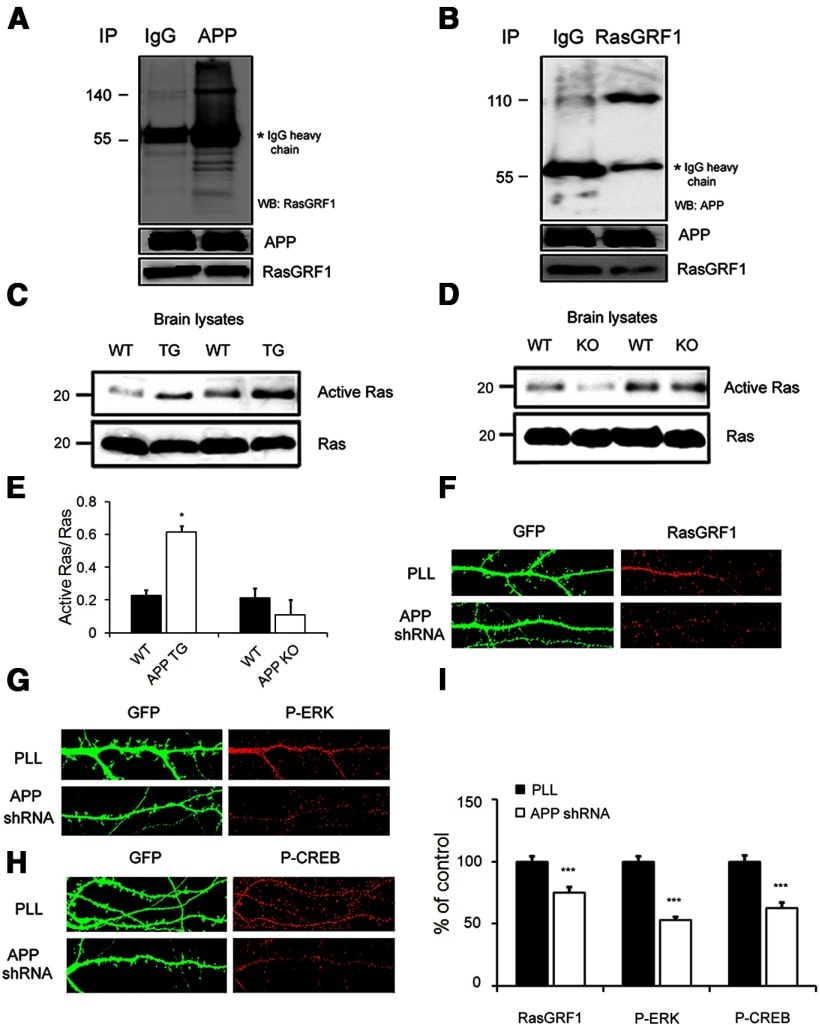 Phospho Erk Erk Thr Tyr Antibody