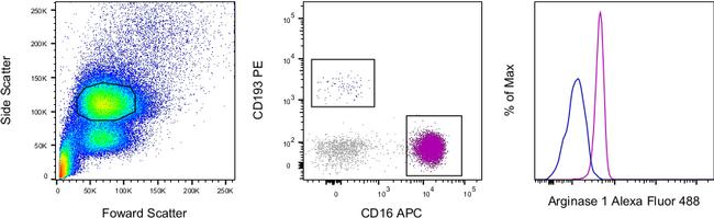 Arginase 1 Alexa Fluor 488 Thermo Fisher Scientific antibody anti target:Human, Mouse host:Rat isotype:IgG2a κ clone:A1exF5 Normal human lysed whole blood cells were stained intracellularly, using the Intracellular Fixati...