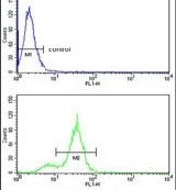 CPN2 Purified Thermo Fisher Scientific antibody anti target:Human host:Rabbit isotype:IgG clone: Flow cytometry analysis of MDA-MB231 cells using a CPN2 polyclonal antibody (Product # PA5-14235)...