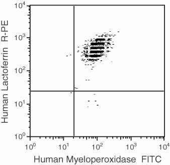 Myeloperoxidase FITC Thermo Fisher Scientific antibody anti target:Human host:Mouse isotype:IgG1 clone:8E6 A mixture of FITC conjugated anti-human myeloperoxidase monoclonal antibody (clone: H-43-5) and R...