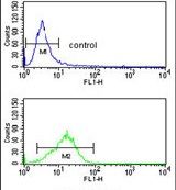 NCF4 Purified Thermo Fisher Scientific antibody anti target:Human host:Rabbit isotype:IgG clone: Flow cytometry analysis of K562 cells using a NCF4 polyclonal antibody (Product # PA5-14593) (bot...