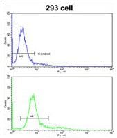 NUP155 Purified Thermo Fisher Scientific antibody anti target:Human host:Rabbit isotype:IgG clone: Flow cytometry analysis of 293 cells using a NUP155 polyclonal antibody (Product # PA5-13615) (bo...