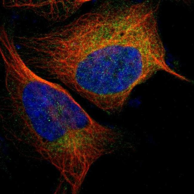 v5 renin Primary Antibodies