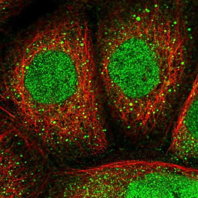 nos1ap Primary Antibodies