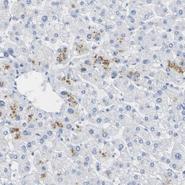 opsin Primary Antibodies