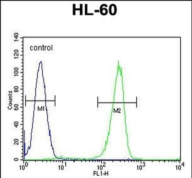 KIAA1586 Purified Thermo Fisher Scientific antibody anti target:Human host:Rabbit isotype:IgG clone: Flow cytometry analysis of KIAA1586 in HL-60 cells (right histogram) compared to a negative contr...