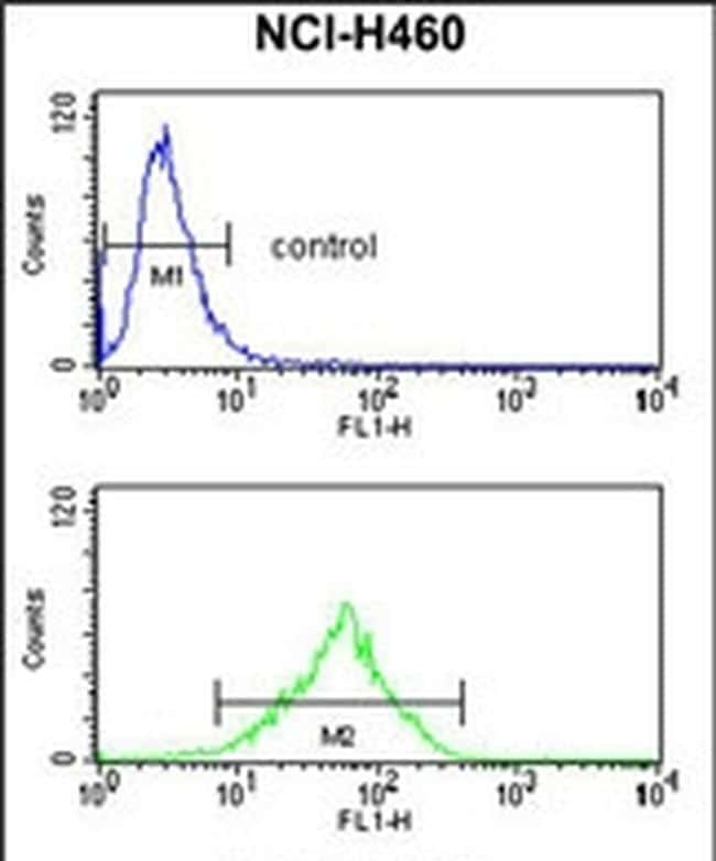 FPRL2 Purified Thermo Fisher Scientific antibody anti target:Human host:Rabbit isotype:IgG clone: Flow cytometry analysis of FPRL2 in NCI-H460 cells (bottom histogram) compared to a negative cont...