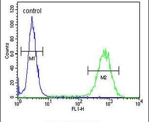 PCDH17 Purified Thermo Fisher Scientific antibody anti target:Human host:Rabbit isotype:IgG clone: Flow cytometry analysis of 293 cells using a PCDH17 polyclonal antibody (Product # PA5-26834) (ri...