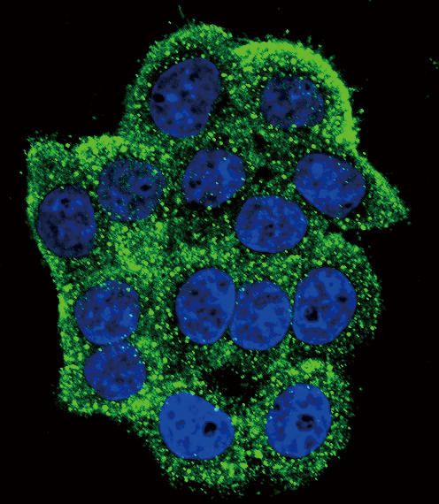 tert Primary Antibodies