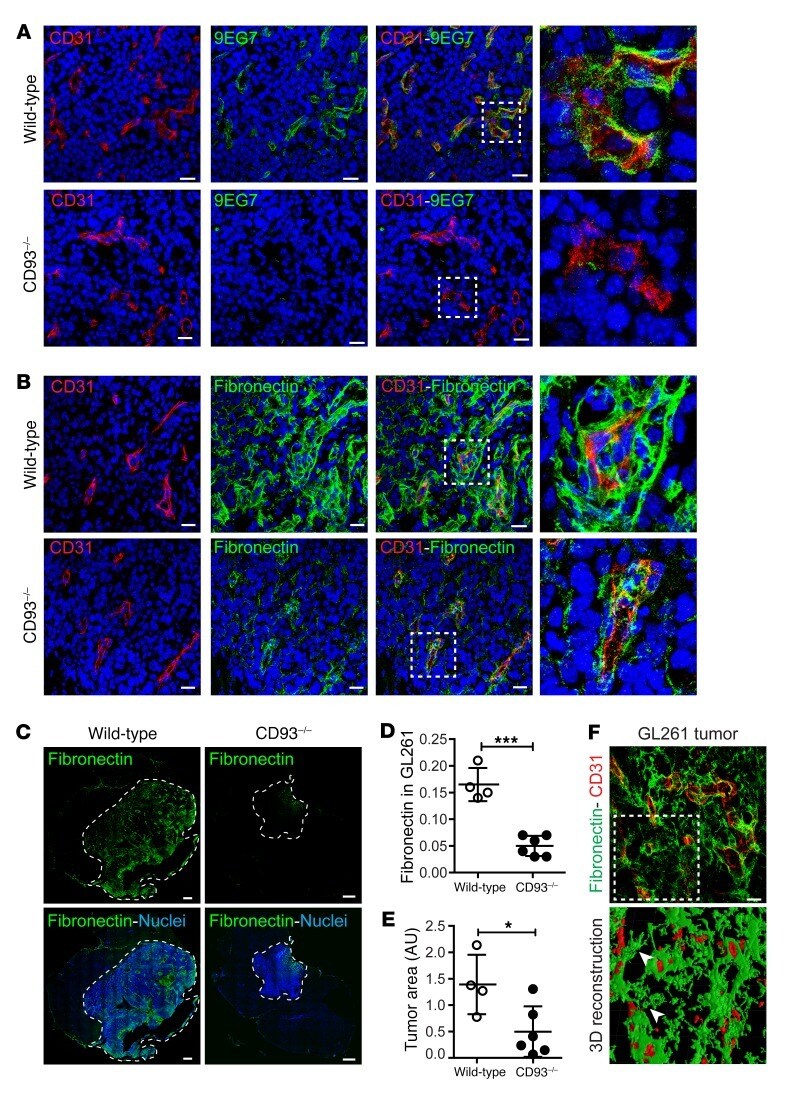 Cd Antibody Ma