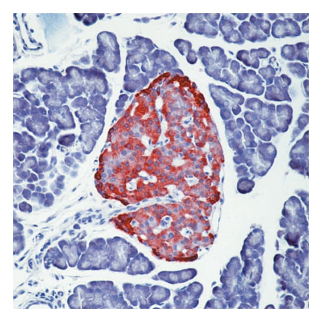 Lab Vision™ Chromogranin A Ab-1, Mouse Monoclonal Antibody