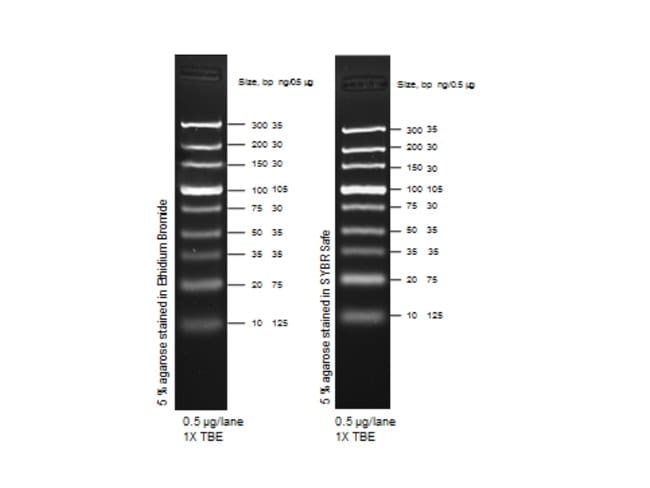 Ultra Low Range DNA Ladder.