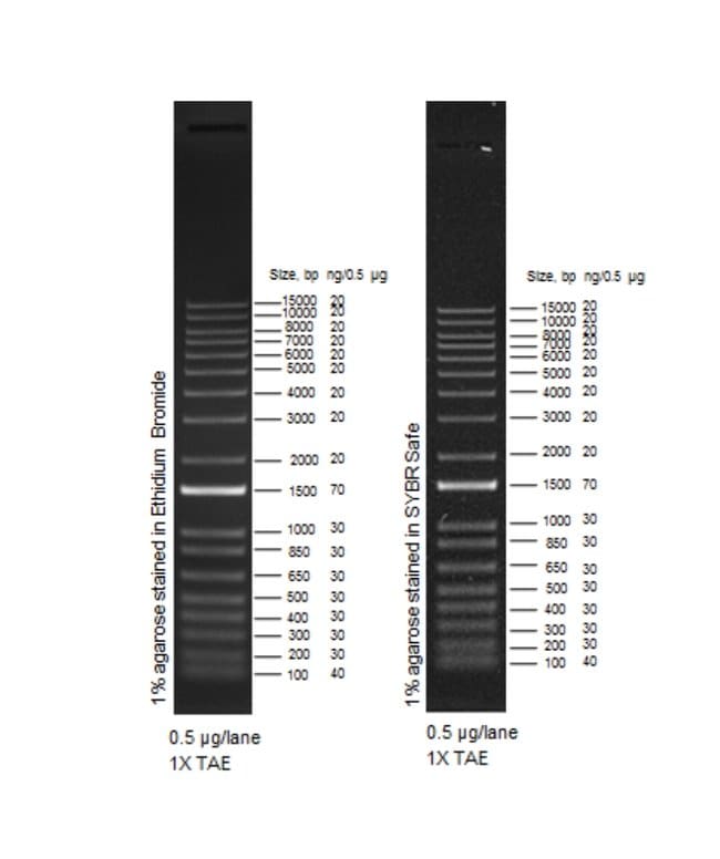 1 Kb Plus DNA Ladder.