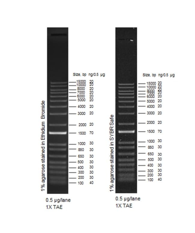 1 Kb Plus Dna Ladder