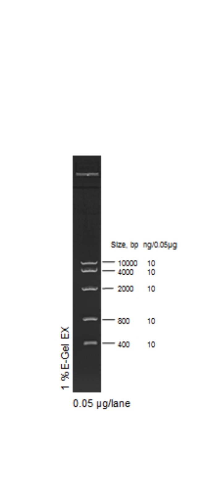 E-Gel 96 High Range DNA Marker