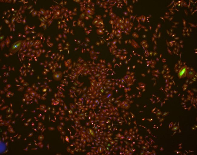 4X fluorescence image of HeLa cells with EVOS M7000 microscope
