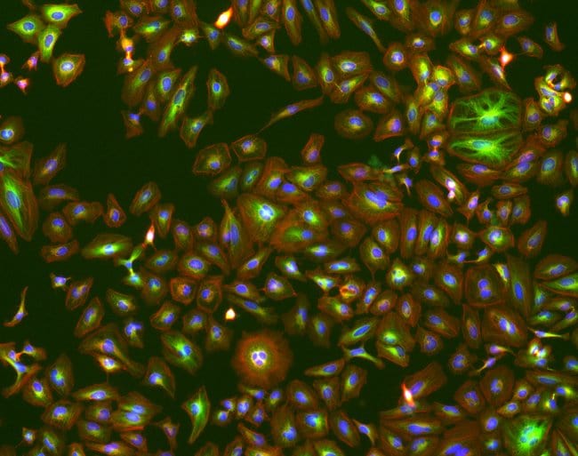 10X fluorescence image of HeLa cells with EVOS M7000 microscope
