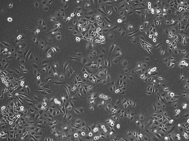 10X phase-contrast image of HeLa calls with EVOS M7000 microscope