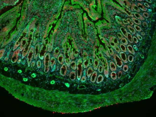  CellMask Green Actin Tracking Stain labeling in IHC protocol