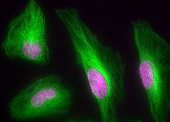 Multiplex image of ICC using HeLa cells