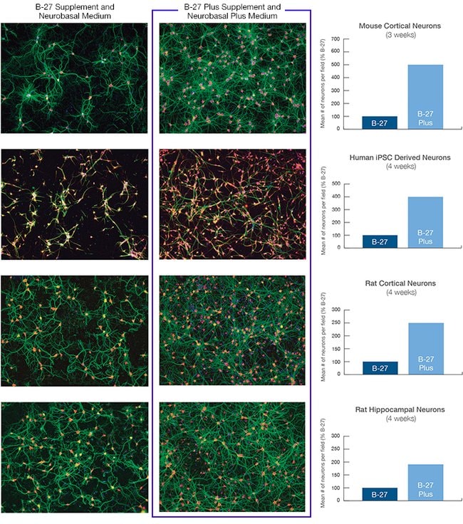 Superior culture system for primary rodent and human iPSC-derived neurons