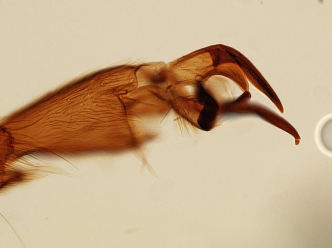 Z-stack of honey bee claw imaged with EVOS M5000