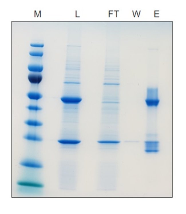 MabCaptureC™ High Capacity Protein A Resin