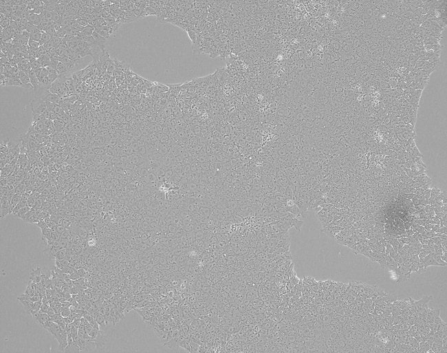 iPSC imaged on EVOS M7000 microscope