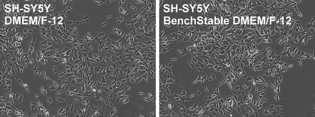 BenchStable DMEM/F-12 supports SH-SY5Y cell culture