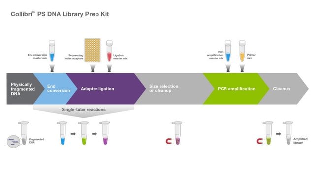 collibri ps dna library prep kit for illumina systems with ud indexes set a 1 24 dna library