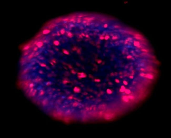 Tubulin staining in neuronal spheroids using Tubulin Tracker Deep Red