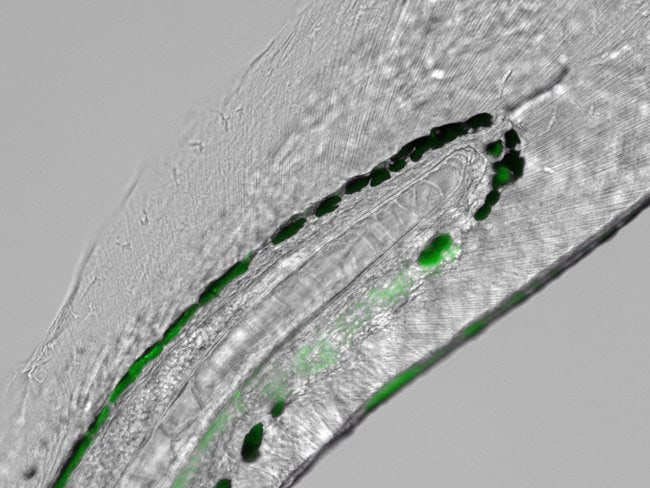Zebrafish larvae tail imaged with EVOS M5000 