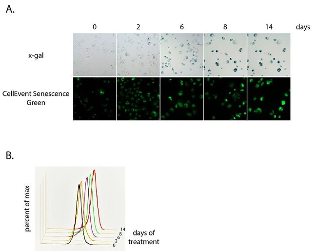 β-Galatosidase activity in cells upon induction of senescence over time