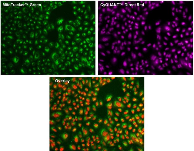 CyQUANT™ Direct Red Cell Proliferation Assay