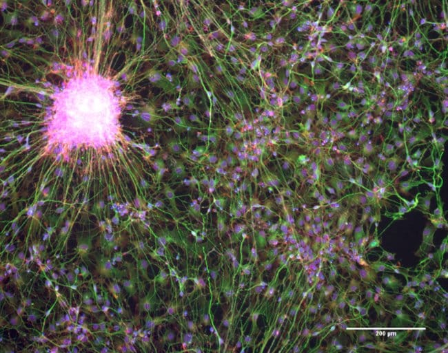 Differentiated H9 NSC-derived neurons mounted with Prolong Glass and imaged with EVOS FL Auto 2