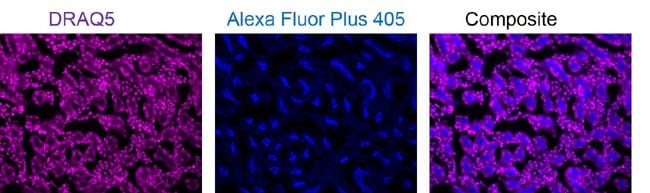 Mouse kidney labeled with Alexa Fluor Plus 405 Phalloidin