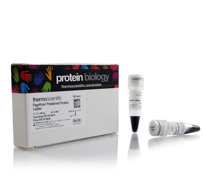 Pageruler Prestained Protein Ladder 10 To 180 Kda