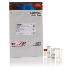 SiteClick™ sDIBO Alkyne Kits for Antibody Labeling