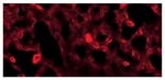 https://www.dev3.thermofisher.com/content/dam/LifeTech/Images/Brands/search/default-brand.jpg
