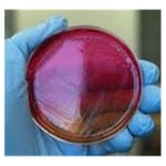 https://www.dev3.thermofisher.com/content/dam/LifeTech/Images/Brands/search/default-brand.jpg
