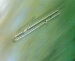 https://www.dev3.thermofisher.com/content/dam/LifeTech/Images/Brands/search/default-brand.jpg