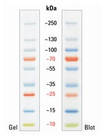 protein ladders for western blotting