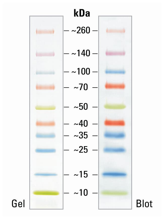 do protein ladder fluoresce in western blots