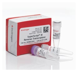 MMLV High Performance Reverse Transcriptase Kit