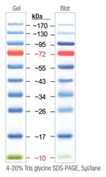 https://www.dev3.thermofisher.com/content/dam/LifeTech/Images/Brands/search/default-brand.jpg