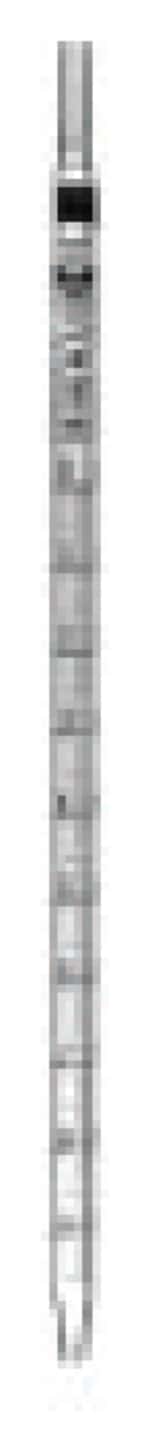 https://www.dev3.thermofisher.com/content/dam/LifeTech/Images/Brands/search/default-brand.jpg