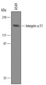 https://www.dev3.thermofisher.com/content/dam/LifeTech/Images/Brands/search/default-brand.jpg