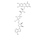 Flavin nucleotides